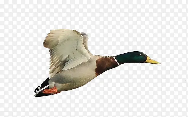 飞翔的绿头鸭
