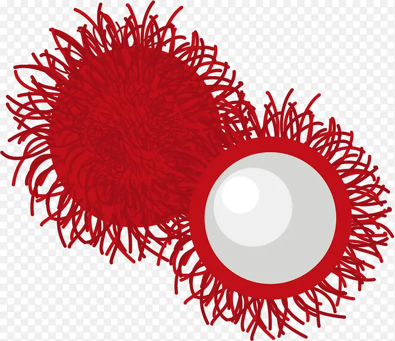 矢量水果红毛丹