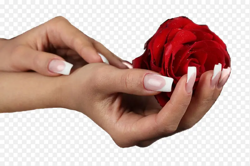 女人的手捧着玫瑰花