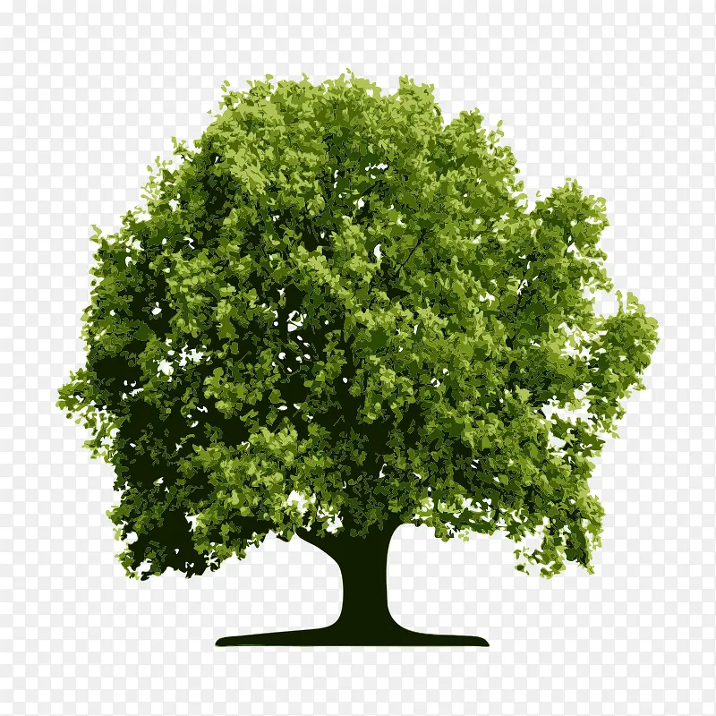 树 树木 木 植物PNG图片素材下载_图片编号qzlenmkq-免抠素材网
