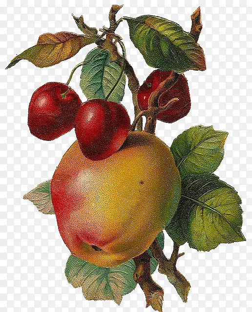 文艺复兴风格手绘苹果和樱桃