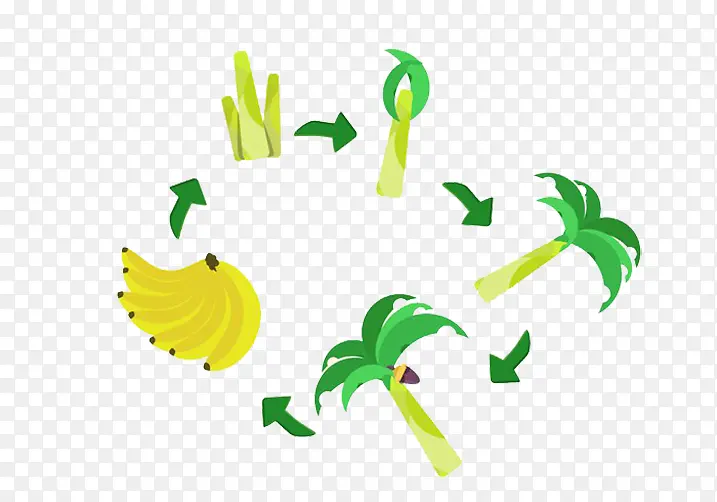 香蕉种植过程成长