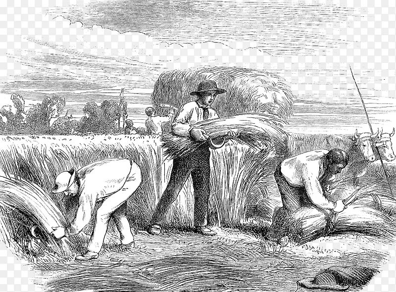 黑白铅笔插图农民收麦子场景