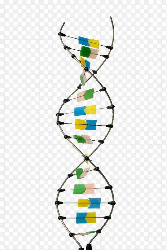 DNA实物模型