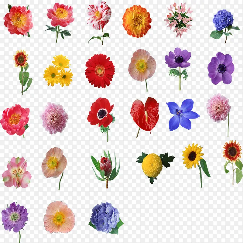 花朵集合图片