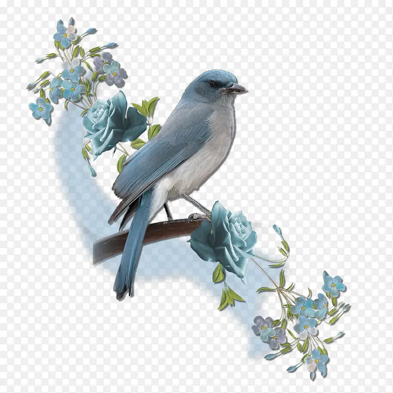 枝头上的蓝色小鸟