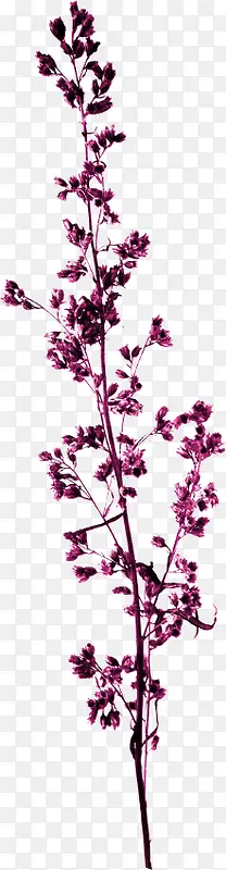 紫色树枝
