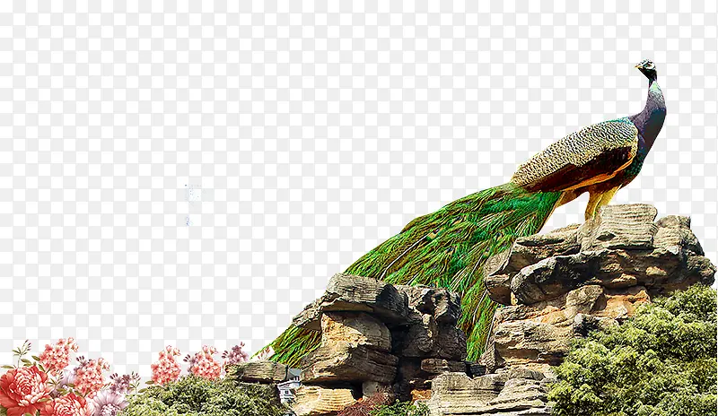 地产海报石头上的孔雀