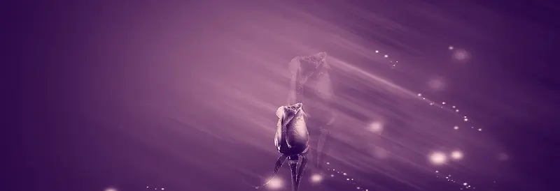 婚纱照紫色玫瑰背景banner