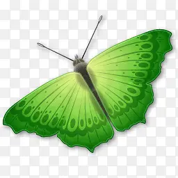 绿色翅膀卡通飞蛾