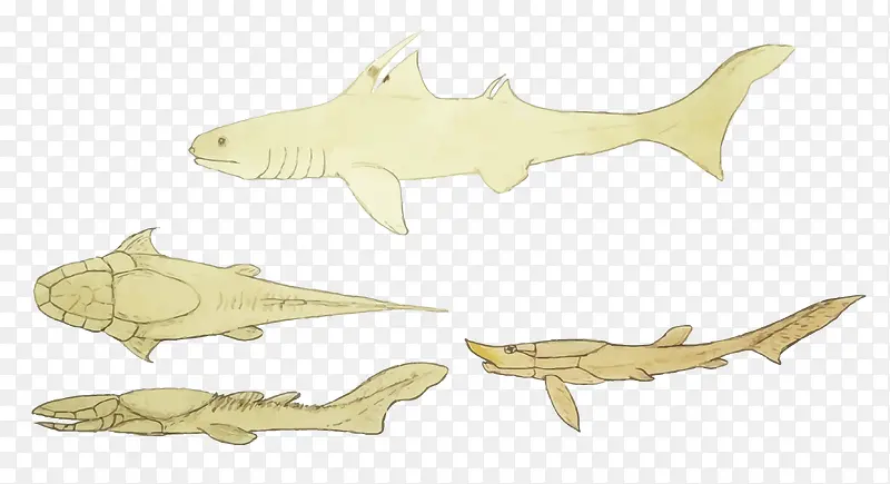矢量海洋生物化石