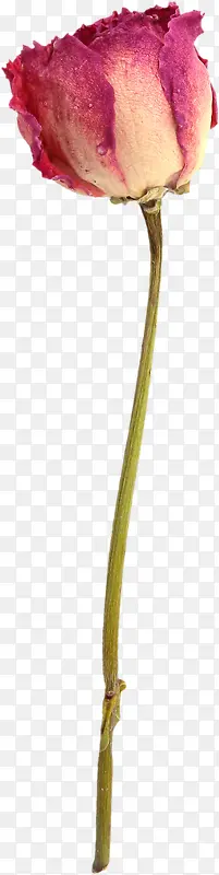 鲜花花瓣