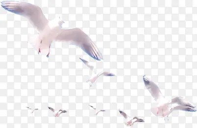 高清摄影海报一群海鸥