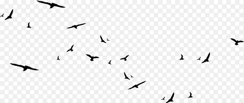 一群海鸟海鸥