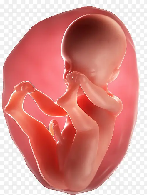 宝宝胚胎