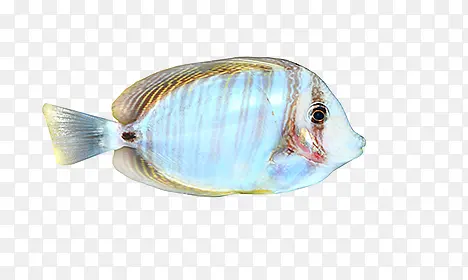 海底彩色鱼