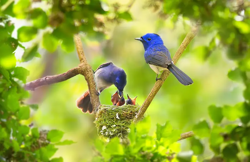 站在枝头上蓝色小鸟