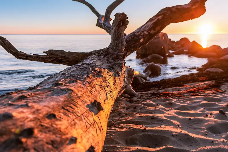 海滩上的干枯树干海报背景