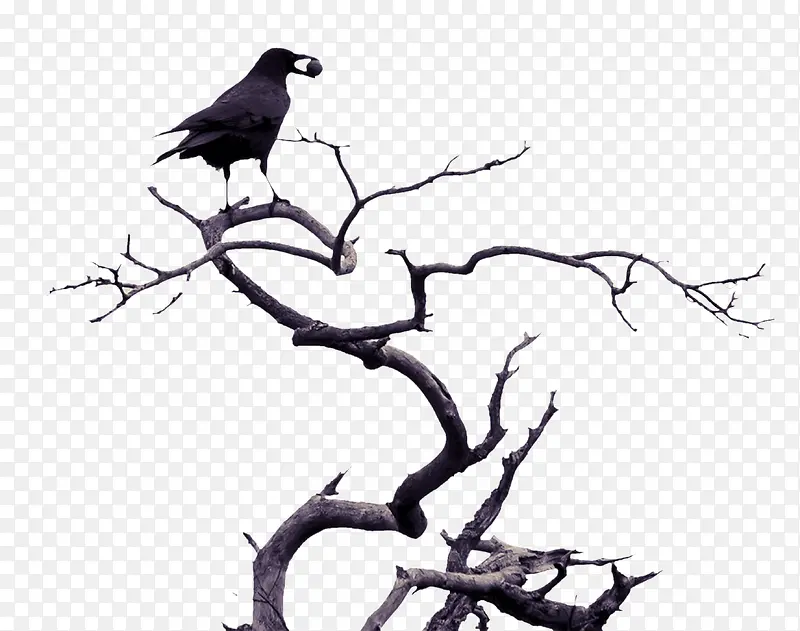 枝头上的乌鸦