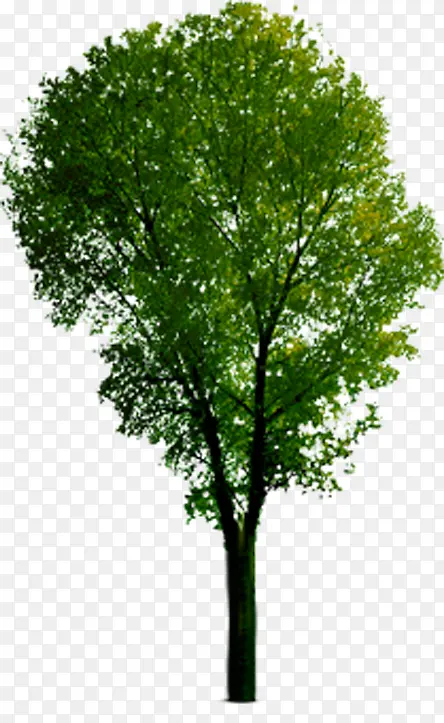 乔木绿树景观树效果贴图