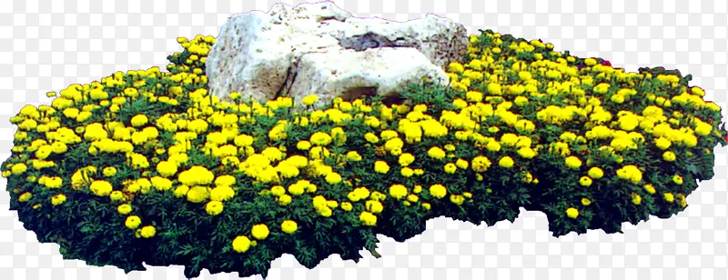 公园场景高清摄影黄色花卉