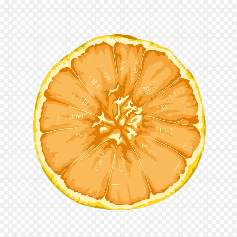 柑橘横截面手绘效果图