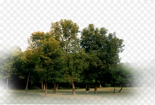 公园大树场景效果图片
