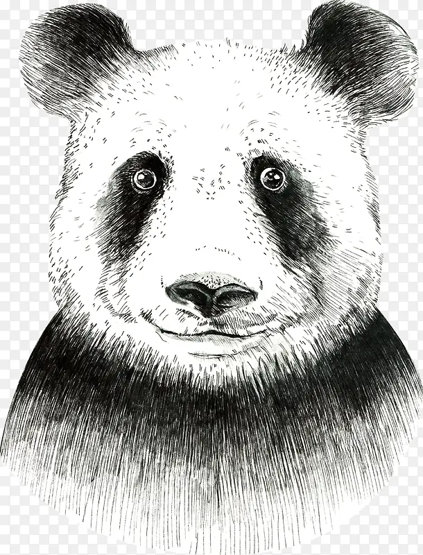 手绘素描大熊猫