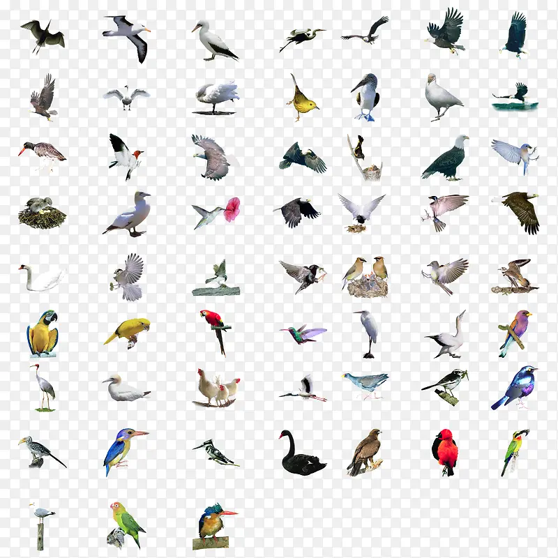 各种姿态鸟类集合