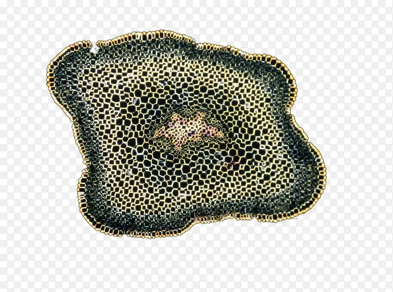 平面生物细胞动植物细胞