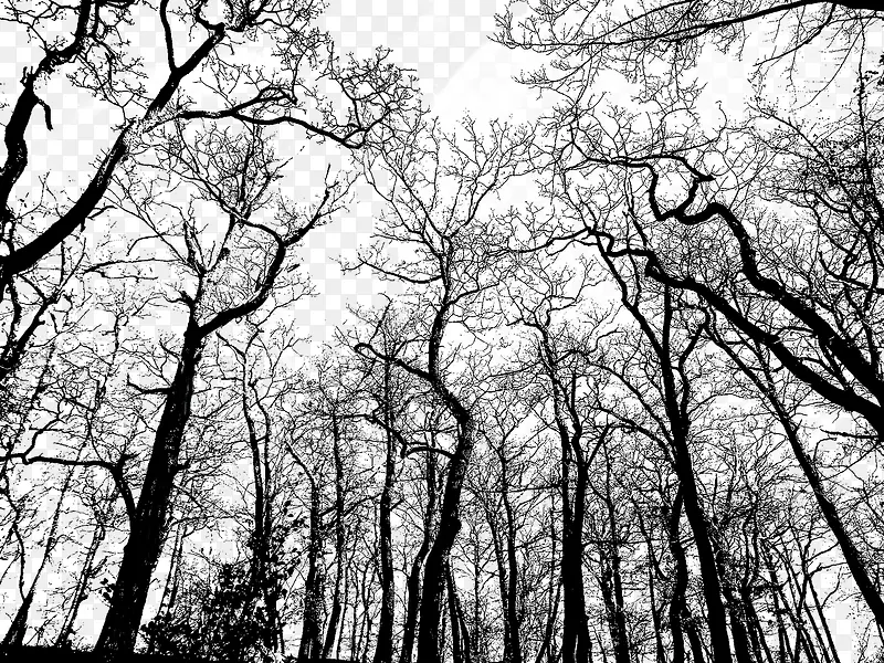 冬季树林里的树木