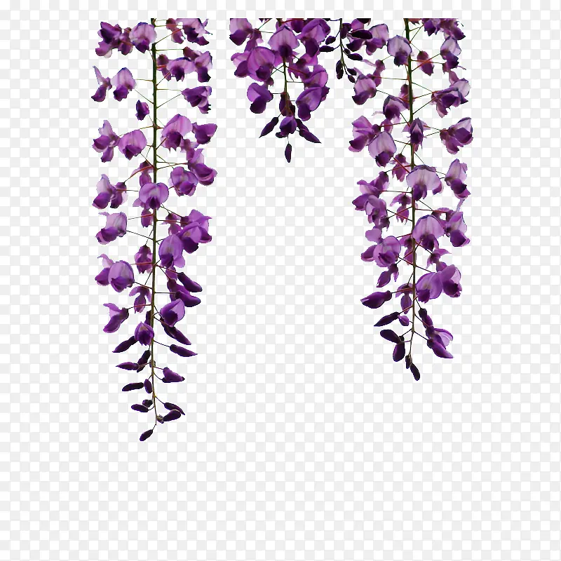 垂下的紫藤花图片素材
