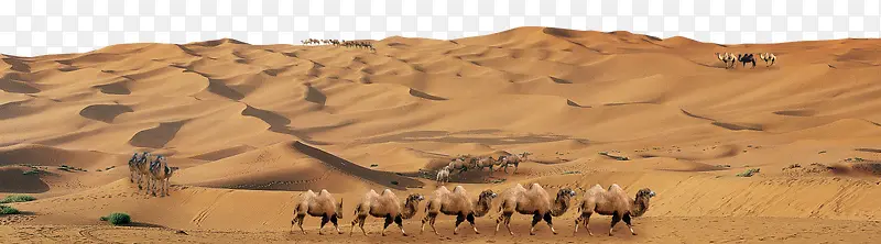 骆驼队沙沙漠