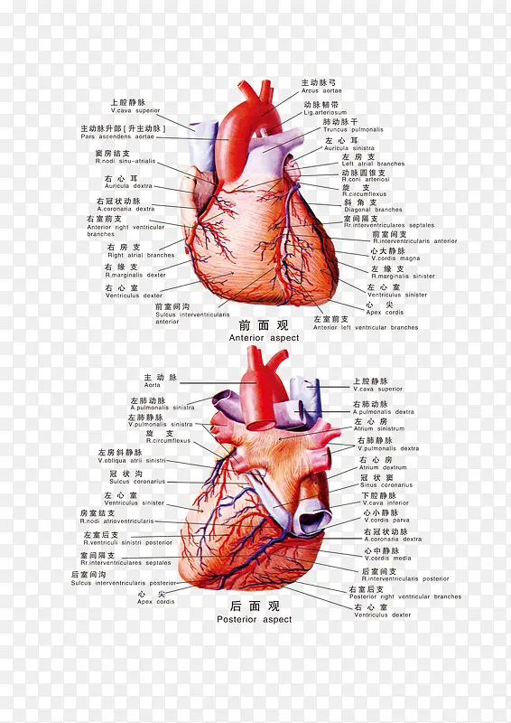 人体科室心脏挂图
