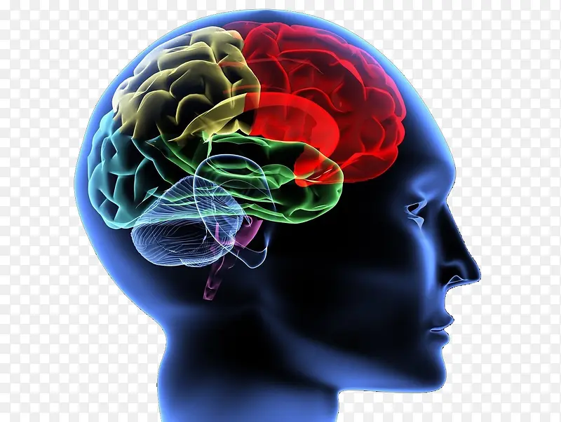 人体神经系统大脑神经展示侧面