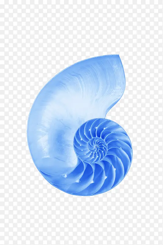 蓝色海边贝壳贝类