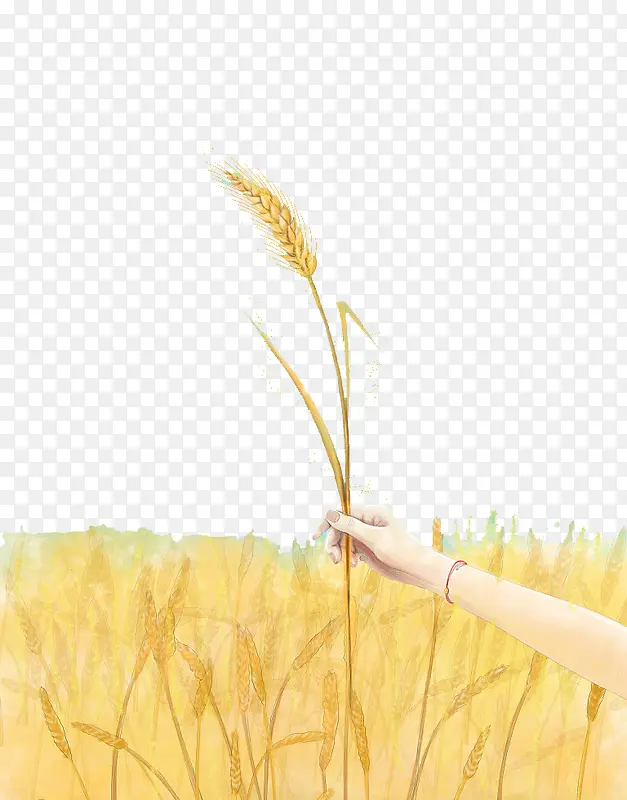 手握麦子收麦子场景