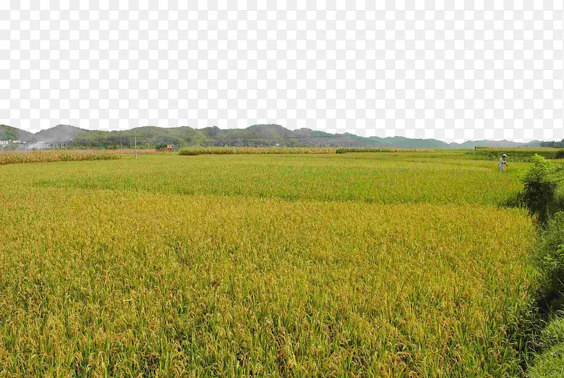 山下稻田