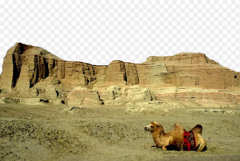 戈壁的骆驼