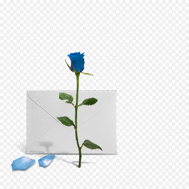 蓝色玫瑰信封