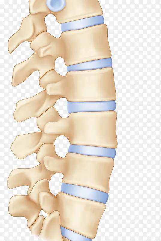 脊柱骨头图片
