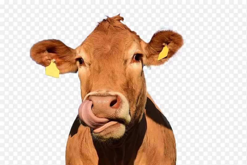 阳光明媚的牛头在舔鼻子