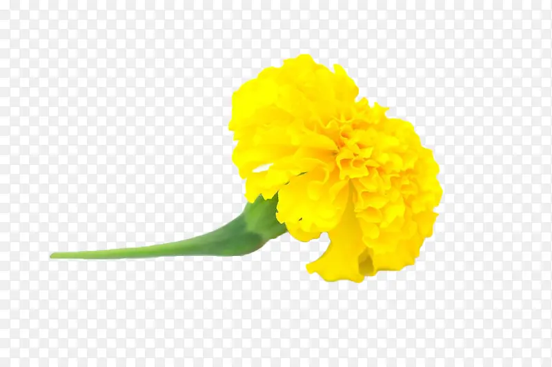 黄色带柄菊花
