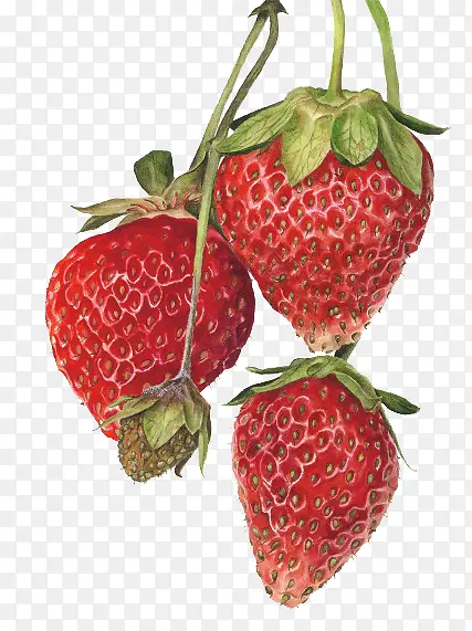 超写实手绘草莓