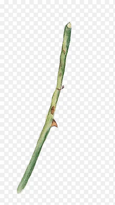 绿色带刺树枝