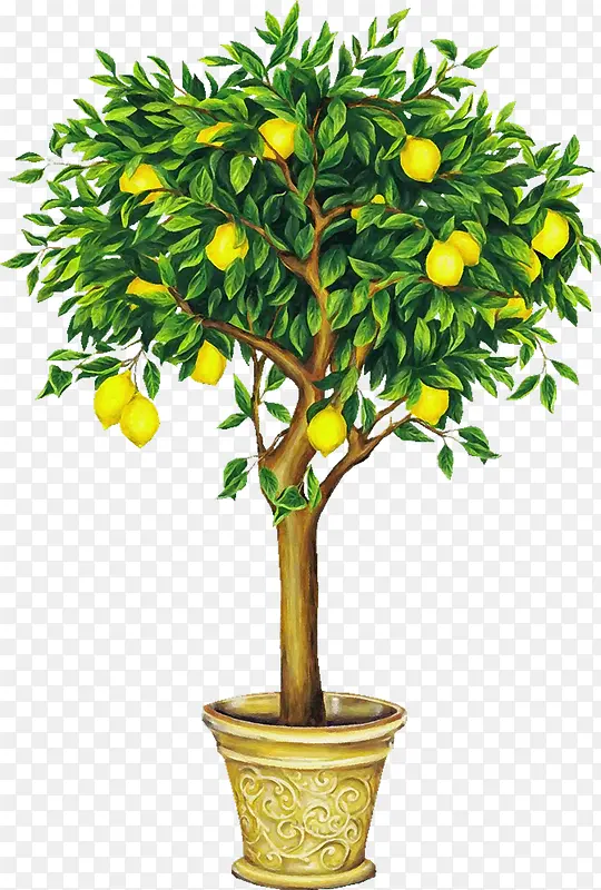 一棵柠檬树