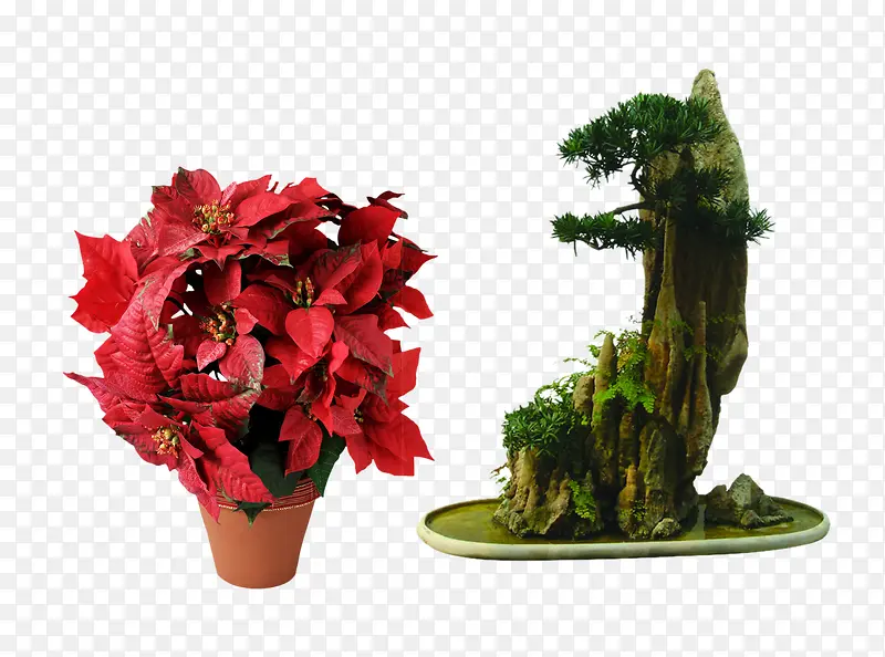 植物盆栽