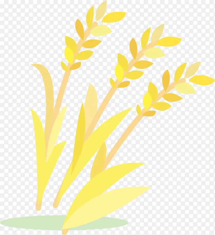 金黄色稻谷