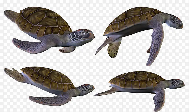 海龟合集