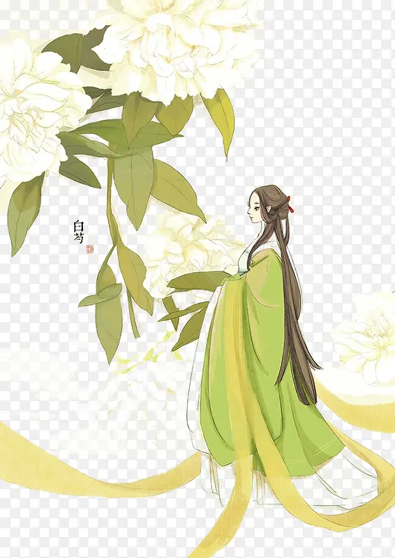 白芍美人